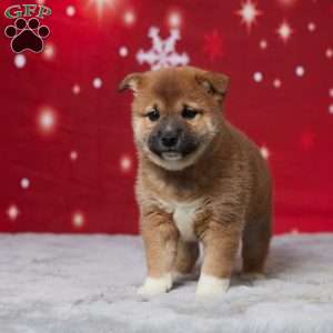 Buddy, Shiba Inu Puppy